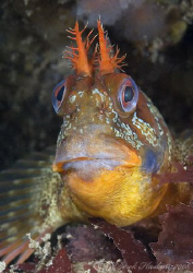 Tompot blenny. Trefor pier. North Wales. D200, 60mm. by Derek Haslam 